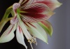 Amaryllis  - bulbi de Amaryllis – Hippeastrum vittatum – cel mai simplu ghiveci cu flori pentru începători