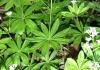             Cercetări asupra unor plante estivale din pădurile de foioase din România -   1.GALIUM  ODORATUM  L.  (vinariţa)