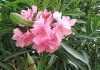 Oleandru la ghiveci – Leandru – Nerium Oleander , Flori şi parfum – cultivare, sfaturi utile, înmulţire.