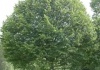 Arbori ce reduc poluarea IV.– plantează anumiţi arbori pentru a combate eficient poluarea. IV. Tilia Cordata – Teiul pucios – Teiul cu frunză mică 