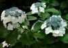 Hortensia – Ortensia – hydrangea macrophylla –   Cultivare, sfaturi utile, înmulţire. 