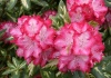 Rhododendron – Rhododendron Vulcan Hybrido – Rododendron pentru exterior – Cultivare, sfaturi utile, înmulţire