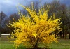Forsythia  - Forsythia x intermedia -   Un arbust încărcat de flori în plină primăvară – Un arbust ce vesteşte sărbătorile pascale – cultivare, sfaturi utile, înmulţire.