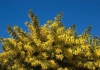 Mimosa -  Albizia – Arborele de mătase – Vestitorul primăverii şi al sărbătorilor pascale – Cultivare, sfaturi utile, înmulţire.