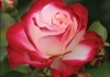 Trandafirii – Roses - Cele mai iubite flori din Antichitate şi până astăzi – Scurt istoric