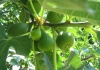 Smochin -  Ficus carica – Un arbore dificil de cultivat în ţara noastră – cultivare, sfaturi utile, înmulţire.