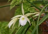  Lumea orhideelor – Cei mai cultivaţi şi răspândiţi hibrizi de orhideea – Un hobby pentru toată viaţa  III.
