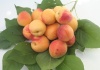 Caisul – Gustul dulce al verii în grădină – Fructe cu efecte benefice asupra sănătăţii noastre