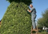 Un pensionar din Marea Britanie tunde coniferele sub formă de fructe