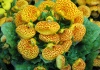 Calceolaria – familia Scrophulariaceae – Cultivare, sfaturi utile, înmulţire