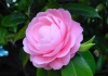 Camellia – familia Theaceae – Cultivare, sfaturi utile, înmulţire