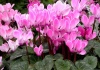 Cyclamen – familia Primulaceae – Cultivare, sfaturi utile, înmulţire