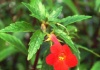 Achimenes – familia Gesneriaceae – Cultivare, sfaturi utile, înmulţire  