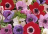 Anemone L.– deditei , floarea vantului , anemone- Cultivare sfaturi utile, înmulţire