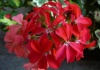 Pelargonium –Muşcata -  familia Geraniaceae – Cultivare, sfaturi utile, înmulţire