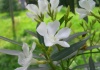 Nerium –Oleandru sau leandru -  familia Apocynaceae – cultivare, sfaturi utile, inmultire