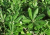 Pittosporum – familia Pittosporaceae- cultivare, sfaturi utile, inmultire