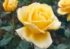 Trandafirul - flori de vis