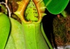 Nepenthes Robcantleyt – O nouă specie Nephentes la 7 ani de la debut