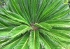 Cycas L. - Palmieri - Cultivare, sfaturi utile, inmultire