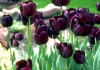 Lalele – Tulipa L. – Cultivare, sfaturi utile, înmulţire