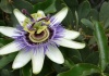 Passiflora L. – floarea pasiunii - cultivare, sfaturi utile, inmulţire