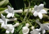 Stephanotis – Iasomia de Madagascar - familia Asclepiadaceae