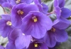 Violete de Parma – viola odorata parmensis Hort. – cultivare, sfaturi utile, înmulţire