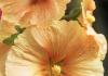 Althaea rosea  – Nalba de gradina – cultivare, sfaturi utile, inmultire