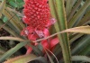 Ananas - Cultivare, sfaturi utile , inmultire – familia Bromeliaceae