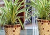 CHLOROPHYTUM –  Spider plant - Cultivare, sfaturi utile, inmultire -  familia Liliaceae