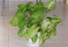 Syngonium - Cultivare, sfaturi utile, inmultire – familia Araceae