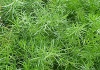 Asparagus - familia Liliaceae - Cultivare, sfaturi utile, inmultire