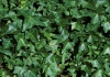 Hedera – Cultivare, sfaturi utile, inmultire -  familia Araliaceae
