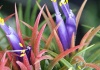 Tillandsia - Cultivare, sfaturi utile, inmultire – familia Bromeliaceae