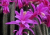 Aporocactus -  Cultivare, sfaturi utile, inmultire – familia Cactaceae