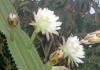 Cereus - Cultivare, sfaturi utile, inmultire – familia Cactaceae