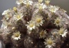 Mammillaria - Cultivare, sfaturi utile, inmultire – familia Cactaceae