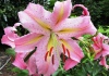 Lilium - Crini– Cum producem crini pentru flori taiate -  familia Liliaceae