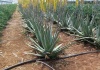 Aloe | Plante suculente | Familia Liliaceae | Video