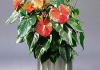 Anthurium | Cea mai frumoasa planta utilizata pentru flori taiate |  Plante de apartament ( Video )