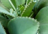 Bryophyllum | Plante suculente pentru apartament | Familia Crassulaceae | Video 