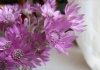 Xeranthemum  annuum L. | Plante floricole nemuritoare 