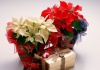 Care sunt cadourile cele mai frumoase pentru Craciun | Care sunt cele mai frumoase flori pentru Craciun