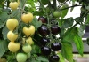 Noutati din horticultura moderna | Specialistii britanici au creat tomate pe care cresc fructe de doua culori